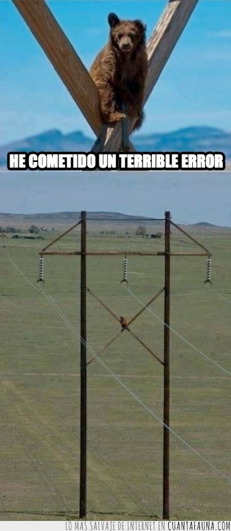 oso,arriba,alto,error,energia,wtf,poste,telefonico,llegar,como